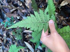 Triplophyllum hirsutum