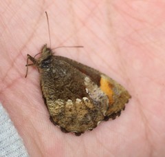 Pedaliodes boyacensis