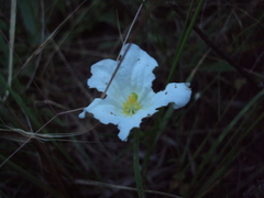 Nierembergia rigida