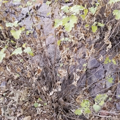 Ambrosia cordifolia