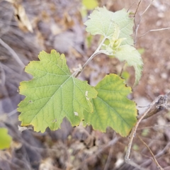 Ambrosia cordifolia