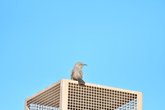 Toxostoma curvirostre