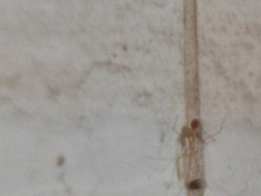 Pholcidae