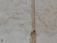 Pholcidae
