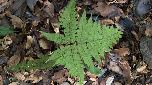 Dryopteris dicksonioides observed 2021-12-11