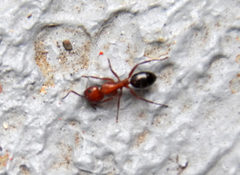 Camponotus decipiens