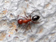 Camponotus decipiens