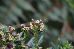 Cestrum buxifolium