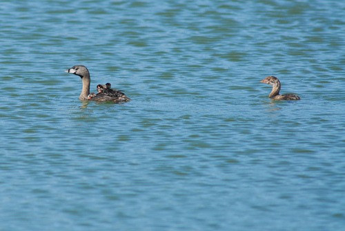Pied-billed Grebe (Podilymbus podiceps)