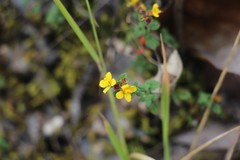 Chaetolepis microphylla