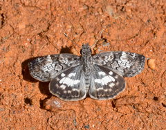 Chiomara asychis autander