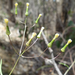 Senecio runcinifolius