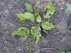 Aureobasidium subglaciale