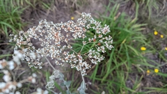 Eriogonum multiflorum