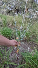 Eriogonum multiflorum