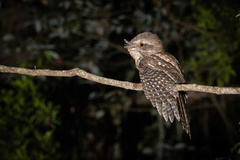Marbled Frogmouth photo 3