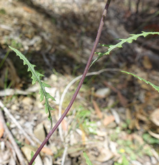 Senecio runcinifolius