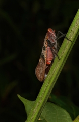Scamandra