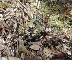Senecio runcinifolius