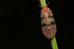 Scamandra