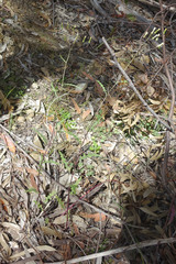 Senecio runcinifolius