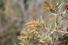 Siphocampylus columnae