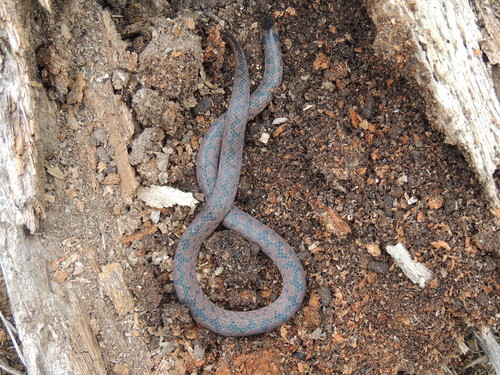 Paraguayan Ground Snake, Atractus paraguayensis
