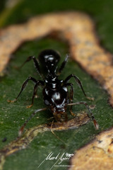 Orectognathus phyllobates