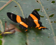 Ancyluris aulestes eryxo