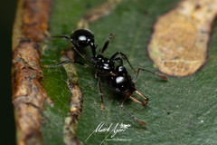 Orectognathus phyllobates