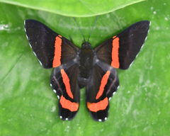 Ancyluris colubra