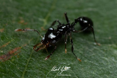 Orectognathus phyllobates