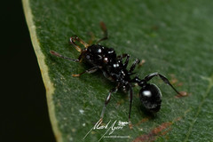 Orectognathus phyllobates