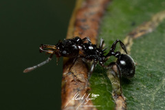 Orectognathus phyllobates