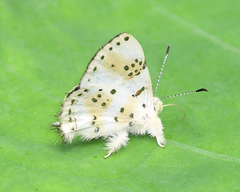 Anteros chrysoprasta