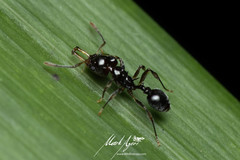 Orectognathus phyllobates