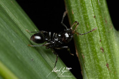 Orectognathus phyllobates