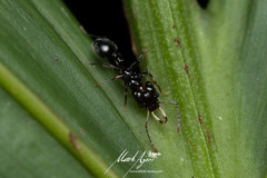 Orectognathus phyllobates