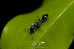 Podomyrma grossestriata