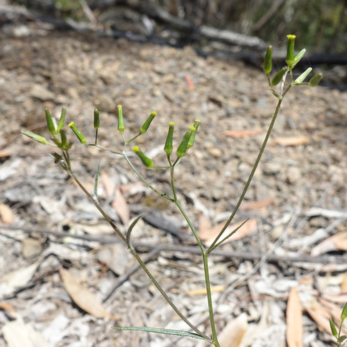 Image of Senecio phelleus by (c) yatesy, some rights reserved (CC BY)