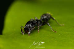 Podomyrma grossestriata