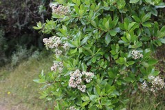 Escallonia paniculata