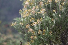 Linochilus rosmarinifolius