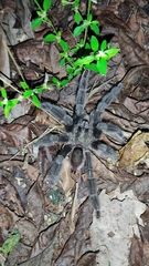Psalmopoeus