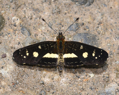 Castilia angusta