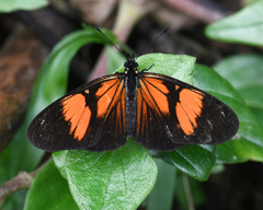 Castilia perilla