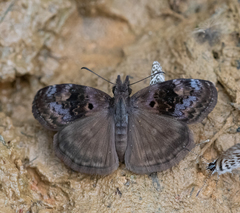 Chiomara basigutta