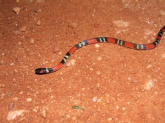 Oxyrhopus guibei