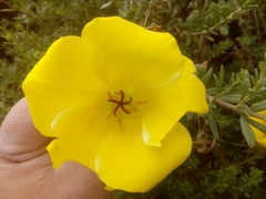 Balbisia peduncularis