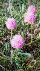 Mimosa strigillosa